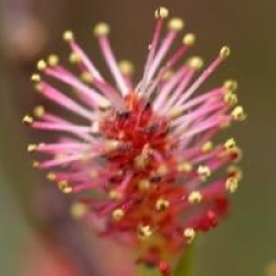 Salix artica Yalta �