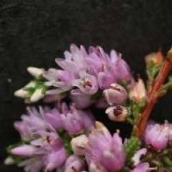 Calluna vulgaris 'Mrs Ronald Gray' - Bruy�re d'automne Mrs Ronald Gray