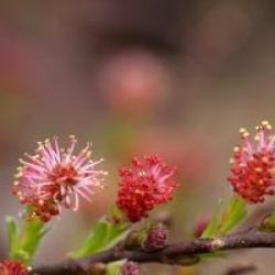 Salix artica Yalta �