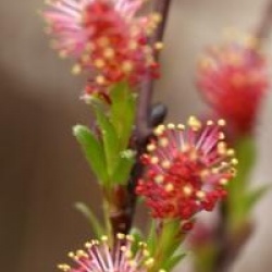 Salix artica Yalta �