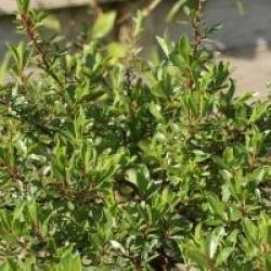 Salix artica Yalta �