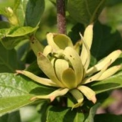 Calycanthus floridus 'Athens' - Calycanthus Athens