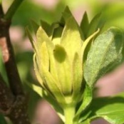 Calycanthus floridus 'Athens'