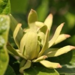 Calycanthus floridus 'Athens'