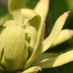 Calycanthus floridus 'Athens'