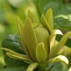 Calycanthus floridus 'Athens'
