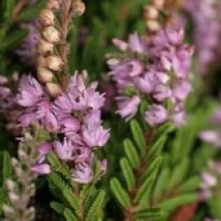 Calluna vulgaris 'Mrs Ronald Gray'