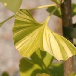 Arbre aux 40 �cus panach�