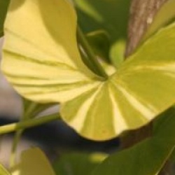 Ginkgo biloba 'Variegata'