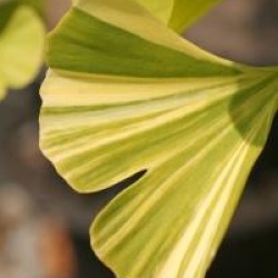 Ginkgo biloba 'Variegata'