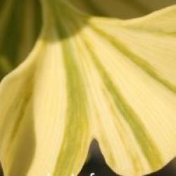 Ginkgo biloba 'Variegata'