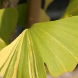 Ginkgo biloba 'Variegata'