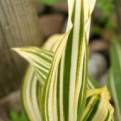Convallaria majalis 'Albostriata'
