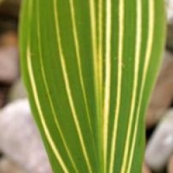 Convallaria majalis 'Albostriata'