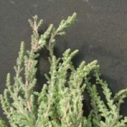 Calluna vulgaris 'Silver Knight' - Bruy�re d'�t� argent�e
