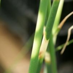 Schoenoplectus lacustris subsp. tabernaemontani 'Zebrinus' - Scirpe panach�