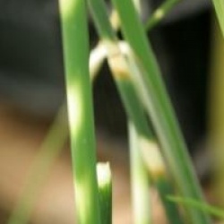 Schoenoplectus lacustris subsp. tabernaemontani 'Zebrinus'