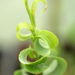 Salix babylonica 'Crispa' - Saule cr�pu