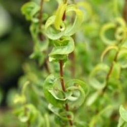 Salix babylonica 'Crispa'