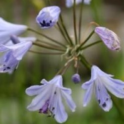 Agapanthus 'Streamline' - Agapanthe Streamline