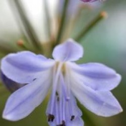 Agapanthus 'Streamline'