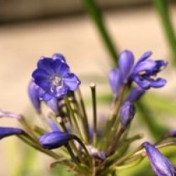 Agapanthus 'Tom Thumb'
