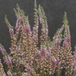 Calluna vulgaris 'Silver Knight'