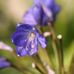 Agapanthus 'Tom Thumb'