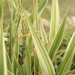 Glyceria maxima var. variegata