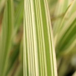 Glyceria maxima var. variegata