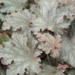 Heuchera 'Can Can'