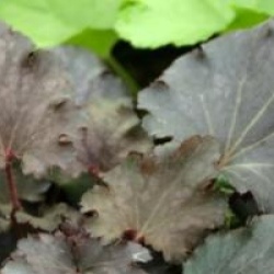 Heuchera 'Can Can'