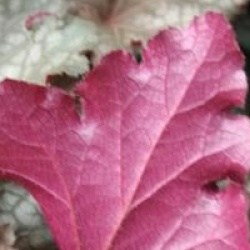 Heuchera 'Can Can'