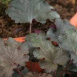 Heuchera 'Can Can'