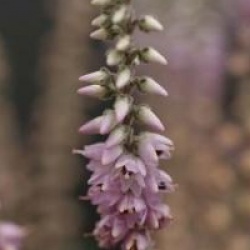 Calluna vulgaris 'Silver Knight'