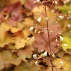 Heuchera 'Amber Wawes' - Heuch�re Amber Wawes