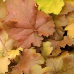 Heuchera 'Amber Wawes'