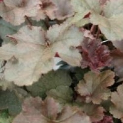 Heuch�re Chocolate Ruffles