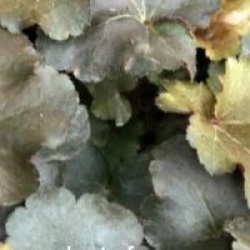 Heuchera 'Chocolate Ruffles'