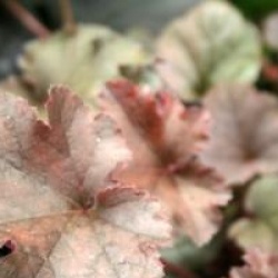 Heuchera 'Chocolate Ruffles'