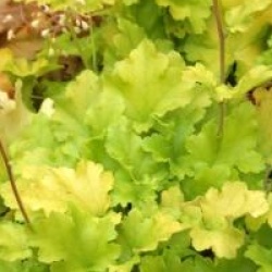 Heuchera 'Lime Rickey' - Heuch�re Lime Rickey
