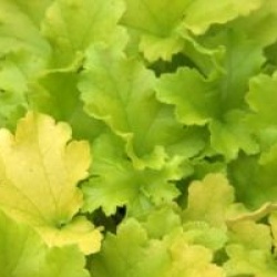 Heuchera 'Lime Rickey'