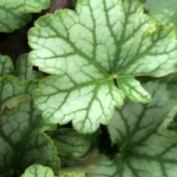 Heuch�re Mint Frost