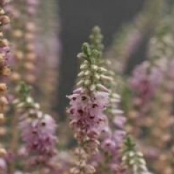 Calluna vulgaris 'Silver Knight'
