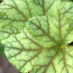 Heuchera 'Mint Frost'