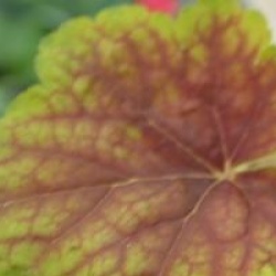 Heuchera 'Electra'