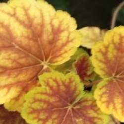 Heuchera 'Delta Dawn' - Heuch�re Delta Dawn