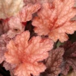 Heuchera 'Peach Flambee'