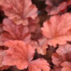 Heuchera 'Peach Flambee'
