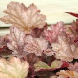 Heuchera 'Peach Flambee'